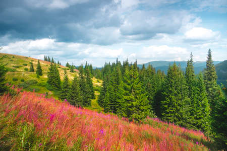 Awesome alpine highlands in sunny day. Flower meadow and pine tree forest. Mountain hill range in background. Beautiful nature landscape. Travel, adventure, hiking concept image. Carpathian mountainsの写真素材