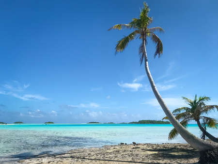 Exotic coconut palm tree landscape, blue sky. Turquoise ocean, sand beach, tropical seaview....