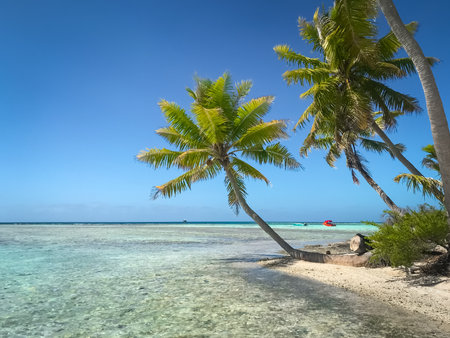 Maldives crystal sea water beach, blue sky and palm trees on white sand shore. Perfect tropical landscape. Untouched nature tropical beach scene. Design of summer vacation, travel, holiday concept.の写真素材