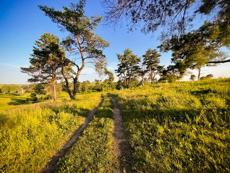 Rural road in autumn meadow field. Yellow grass and trees along trail. Beautiful nature landscape in sunny day. Amazing natural background. Traveling, hiking, freedom and active lifestyle concept.の写真素材