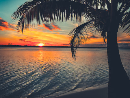 Sunset palm silhouette landscape. Amazing natural summer scenery. Beautiful nature landscape. Concept of ideal resting place. Popular touristic destination. Travel, adventure, relax, resort concept.の写真素材
