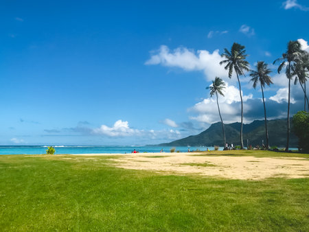 Tropical landscape with coconut palm trees, green grass and people relaxing on the beach. Beautiful nature landscape, natural background. Concept of an ideal resting place. Travel, tourism, holidayの写真素材