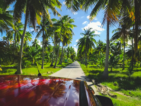 Road in coconut palm tree forest on tropical Tikehau island in Polynesia. Amazing natural summer scenery. Beautiful wild nature landscape. Travel by car, tourism, active lifestyle, freedom concept.の写真素材
