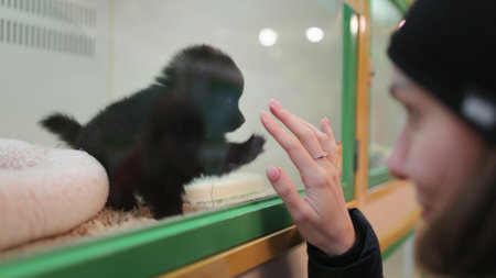 Young woman choosing a new pet in shop standing near cage with the small black puppy. Caucasian girl playing with Japanese Spitz behind the glass at animal store. Adorable fluffy small friendの写真素材