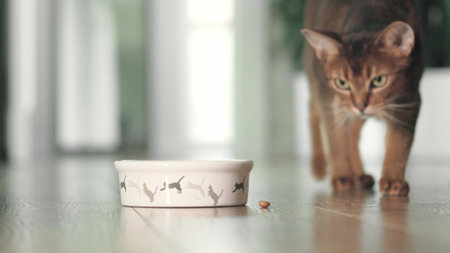 Hungry cat catching ang eating dry granules food from bowl on the floor. Domestic adorable red Abyssinian cat have lunch. Cute little best friends. Close up, low angle cinematic shot.の写真素材