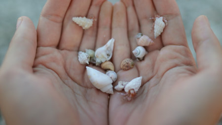 Beach shells treasures. Person holding hermit crabs in hands on beach. Human arms full of small funny crustaceans moving in beautiful different shells. Close up, selective focusの写真素材