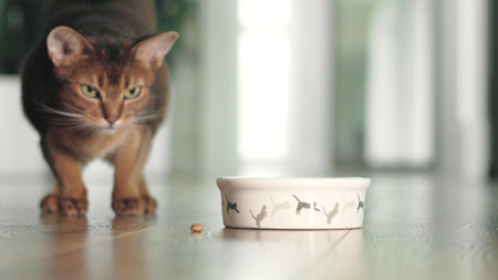 Hungry Abyssinian ginger cat have lunch with dry granules food from bowl on the floor. Lovely little best friends indoor. Cute domestic animals at home. Close up, low angle cinematic shot. Slow motionの写真素材