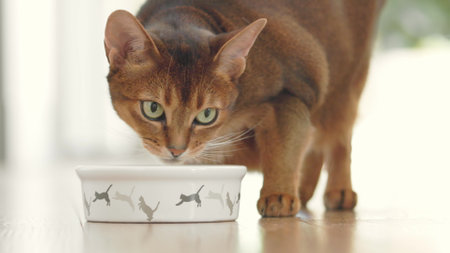 Green eyes ginger cat having lunch from small bowl on the floor. Cute Abyssinian cat eating dry granules with big appetites. Lovely little best friends indoor. Close up, low angle shot. Slow motionの写真素材