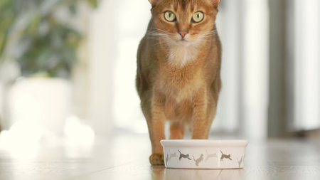 Fat ruddy cat eating delicious food from its plate in light room. Cute red Abyssinian cat enjoy its lunch with big appetites. Domestic animals at home. Little best friends. Low angle shot. Slow motionの写真素材