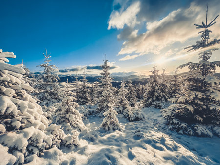 The mountain forest glows in warm sunlight. Snow-covered pine branches contrasting against green trees. Creating a serene winter wonderland perfect for holiday escapes or quiet reflections in natureの写真素材