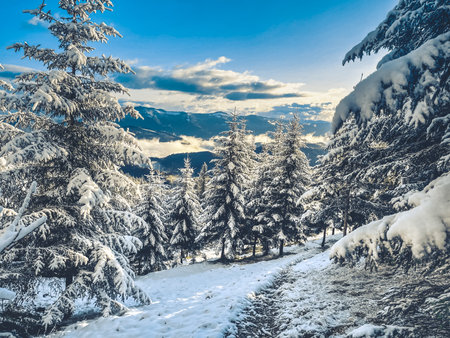 Snowy path is winding through snow covered pine trees with a view of the snow capped carpathian mountains of ukraine in the distanceの写真素材
