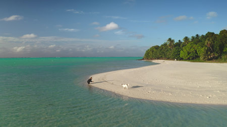 Man plays with his dog on a tropical beach with white sand and turquoise waters, surrounded by palm trees and a clear blue skyの写真素材