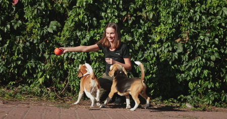 Young woman dog trainer enjoying playful moments with two beagle dogs while tossing a ball in a sunny park, surrounded by lush green hedges on a beautiful dayの写真素材