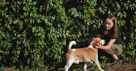 Young veterinarian crouching near a vibrant green leaves wall, gently examining a beagle dog on a sunny day, lovingly touching the dogs head with care and attentionの写真素材