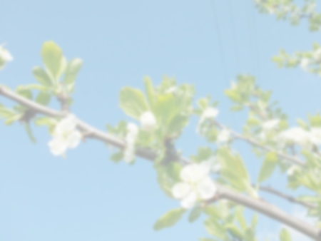 Blurred white background with beautiful cherry landscape and silhouettes of spring flowersの写真素材