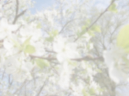 Blurred white background with beautiful cherry landscape and silhouettes of spring flowersの写真素材