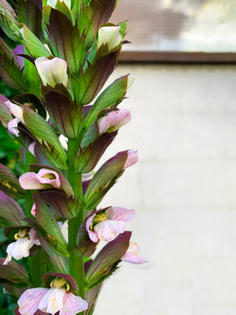 Close up of acanthus mollis in full bloom. Acanthus mollis, commonly known as bear's breeches, sea...