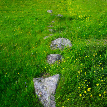 Stone walkway in a green meadow with yellow wildflowersの写真素材