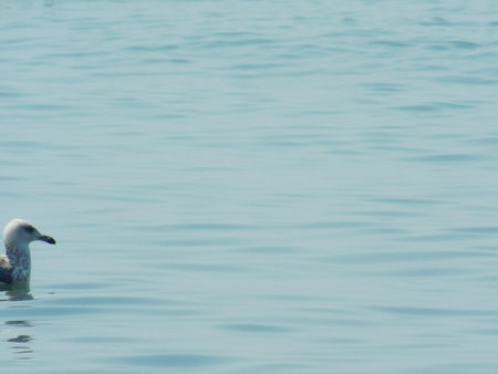 Seagull swimming in the blue water of the seaの写真素材