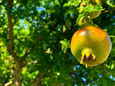 not ripe pomegranate fruits on a tree branch in the garden, green pomegranate hanging against the...
