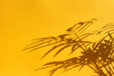 Stylish summer abstract background. Shadow of tropical palm tree leaves on bright yellow background. Minimal concept.の写真素材