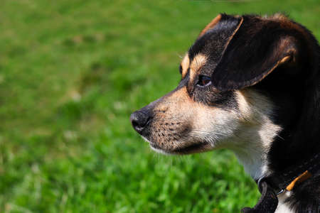 Cute little dog on a green lawn close-up.の写真素材