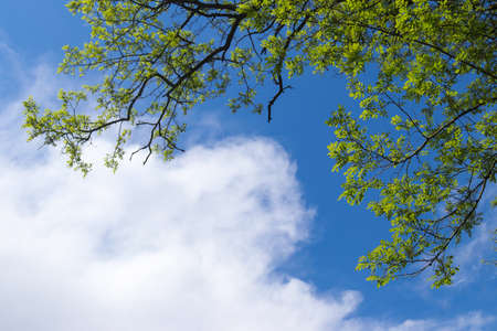 Branches of a tree with young green foliage against a blue sky and beautiful white clouds. Bottom viewの写真素材