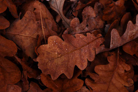 Oak leaves with water drops. Late autumn concept. Natural background of the fallen oak leaves. Autumn mood. Flat lay, selective focus.の写真素材
