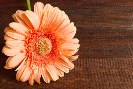 Beautiful gerbera flower on a wooden background with copy space close-up. Selective focus.の写真素材