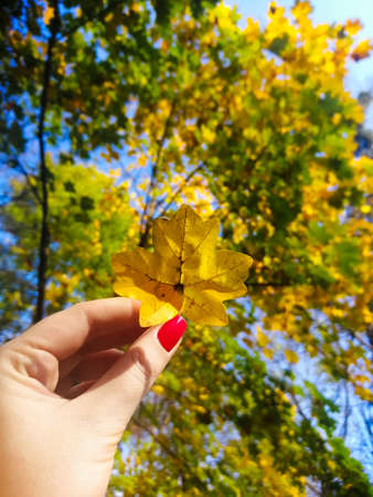 Woman with a red manicure holds a maple leaf in her hand against a background of colorful autumn foliage. Autumn mood, selective focus. copy space.の写真素材