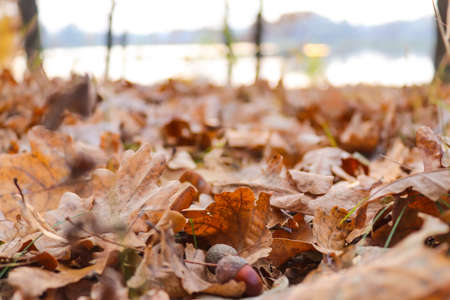 Defocused autumn background with oak leaves. Beautiful autumn landscape. Motion blur, selective...