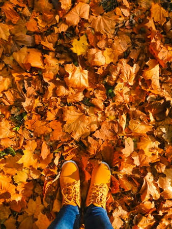 Trendy yellow boots against the background of autumn fallen leaves. Autumn mood, background.