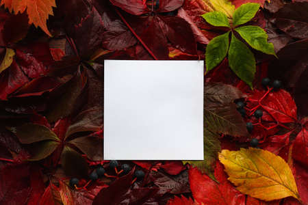 Blank sheet of paper and autumn colorful leaves on wooden background close-up. Mock up. Template for...