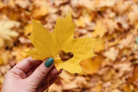 Maple leaf with heart in womans hand against a background of autumn foliage in park. Autumn mood,...