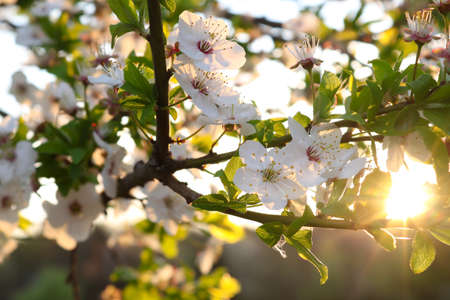 Blooming spring apple tree at sunset. Delicate flowers. Selective focus. Springtime, floral...