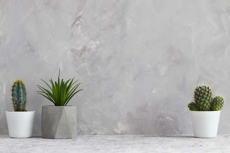 Morning concept. Set of succulent plants in pots, alarm clock and cup of coffee against gray wall....