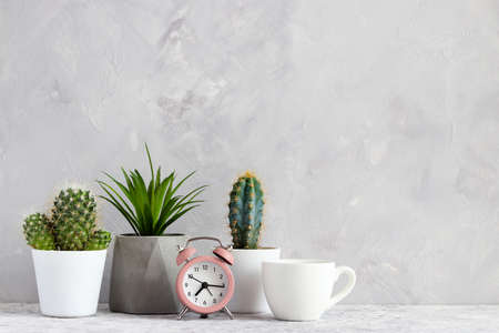 Morning concept. Set of succulent plants in pots, alarm clock and cup of coffee against gray wall. copyspace.の写真素材