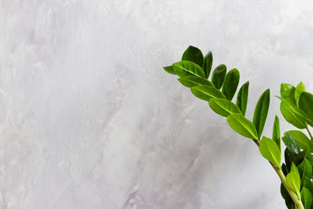 Part of zamiokulkas plant against light gray wall with copy space for text. Minimalistic urban interior or designの写真素材