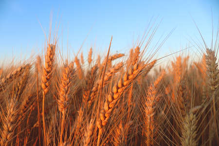 Wheat Ukrainian field at sunset on late summertime close-up. Harvesting concept. Selective focusの写真素材