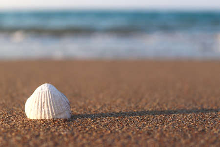 Beautiful lonely seashell on the sandy beach with copy space. Concept of summer, beach vacation,...