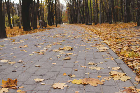 Empty road in the park in autumn. Fallen leaves on the ground, selective focus