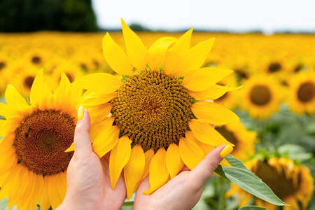 Womans hands holding sunflower on beautiful sunflower field. The concept of agriculture. Ukrainian nature. Selective focusの写真素材