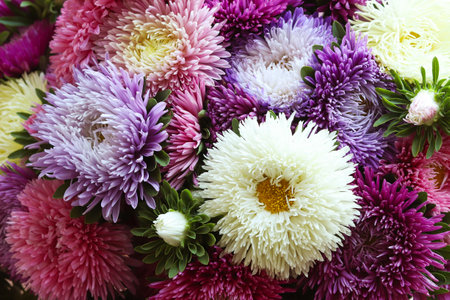 Beautiful bouquet of colorful asters close-up. Autumn flowers. Floral background, nattural pattern