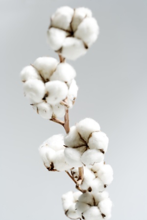 cottonの写真素材