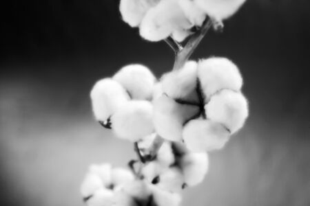 cottonの写真素材