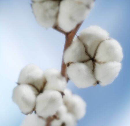cottonの写真素材