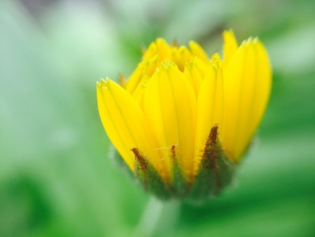 garden flowerの写真素材