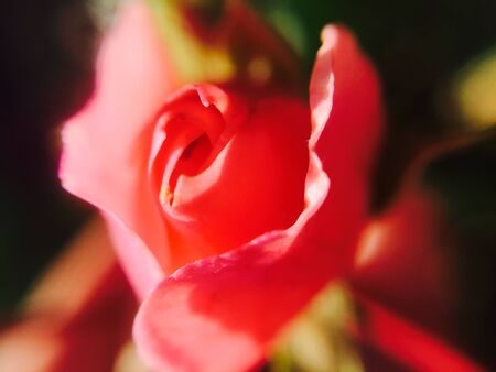 Delicate roseの写真素材