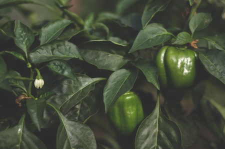 Green pepper grows on a branch in the garden.の写真素材