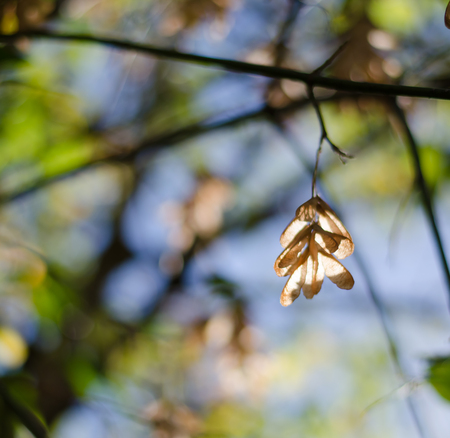 A branch of ash close-up in early autumnの写真素材